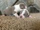 American Pit Bull Terrier Puppies for sale in Greenville, SC, USA. price: NA
