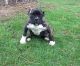 American Pit Bull Terrier Puppies for sale in Coeur d'Alene, ID, USA. price: $1,500
