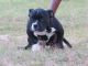 American Pit Bull Terrier Puppies for sale in Sandersville, GA, USA. price: NA