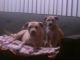 American Pit Bull Terrier Puppies for sale in Downey, CA, USA. price: NA