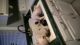 American Pit Bull Terrier Puppies for sale in Farmington Hills, MI, USA. price: NA