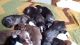 American Pit Bull Terrier Puppies for sale in Teachey, NC 28464, USA. price: NA