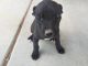 American Pit Bull Terrier Puppies for sale in San Bernardino, CA, USA. price: NA