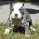 American Pit Bull Terrier Puppies for sale in Carlsbad, CA, USA. price: NA