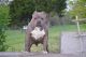 American Pit Bull Terrier Puppies for sale in Marion, IL, USA. price: NA