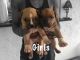 American Pit Bull Terrier Puppies for sale in Miramar, FL, USA. price: NA