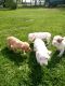 American Pit Bull Terrier Puppies for sale in Olivet, MI 49076, USA. price: NA