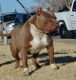 American Pit Bull Terrier Puppies for sale in Chaparral, NM 88081, USA. price: NA