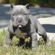 American Pit Bull Terrier Puppies for sale in Carlsbad, CA, USA. price: NA