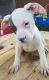 American Pit Bull Terrier Puppies for sale in Clermont, FL, USA. price: $350