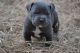 American Pit Bull Terrier Puppies for sale in Berkeley, CA, USA. price: NA