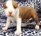 American Pit Bull Terrier Puppies for sale in Roseville, OH 43777, USA. price: $600