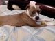 American Pit Bull Terrier Puppies for sale in Vallejo, CA, USA. price: NA