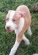 American Pit Bull Terrier Puppies for sale in Kissimmee, FL, USA. price: $150