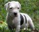 American Pit Bull Terrier Puppies for sale in Orange, CA, USA. price: NA