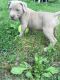 American Pit Bull Terrier Puppies for sale in Overland Park, KS, USA. price: NA