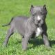 American Pit Bull Terrier Puppies for sale in East Los Angeles, CA, USA. price: NA