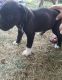 American Pit Bull Terrier Puppies for sale in East Los Angeles, CA, USA. price: NA