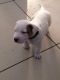 American Pit Bull Terrier Puppies for sale in Ducor, CA 93218, USA. price: NA