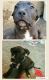 American Pit Bull Terrier Puppies for sale in Long Beach, CA, USA. price: $400