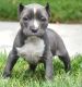 American Pit Bull Terrier Puppies for sale in Jersey City, NJ, USA. price: NA
