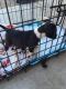 American Pit Bull Terrier Puppies for sale in Baywood-Los Osos, CA 93402, USA. price: NA