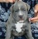 American Pit Bull Terrier Puppies for sale in Stevinson, CA 95374, USA. price: NA