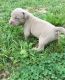 American Pit Bull Terrier Puppies for sale in Vancouver, BC, Canada. price: NA