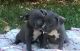 American Pit Bull Terrier Puppies for sale in Portland, OR, USA. price: $600