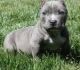 American Pit Bull Terrier Puppies for sale in Independence, MO, USA. price: NA