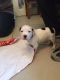 American Pit Bull Terrier Puppies for sale in North Las Vegas, NV, USA. price: $500