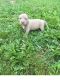 American Pit Bull Terrier Puppies for sale in Eureka, CA, USA. price: $500