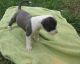 American Pit Bull Terrier Puppies for sale in San Jose, CA, USA. price: NA