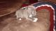 American Pit Bull Terrier Puppies for sale in Shelbyville, IN 46176, USA. price: NA