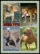 American Pit Bull Terrier Puppies for sale in West Palm Beach, FL, USA. price: NA