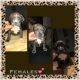 American Pit Bull Terrier Puppies for sale in Lehigh Acres, FL, USA. price: $2