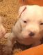 American Pit Bull Terrier Puppies for sale in Marysville, CA, USA. price: NA
