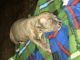 American Pit Bull Terrier Puppies for sale in Bellville, TX 77418, USA. price: NA