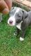 American Pit Bull Terrier Puppies for sale in Lasalle, IL, USA. price: NA