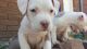 American Pit Bull Terrier Puppies for sale in Greeley, CO, USA. price: NA
