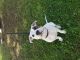 American Pit Bull Terrier Puppies for sale in Mankato, MN 56001, USA. price: NA