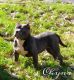 American Pit Bull Terrier Puppies for sale in Ripley, TN 38063, USA. price: $1,000