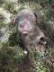 American Pit Bull Terrier Puppies for sale in Venice, FL, USA. price: NA