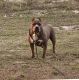 American Pit Bull Terrier Puppies for sale in Lehigh Acres, FL, USA. price: $1,900