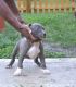 American Pit Bull Terrier Puppies for sale in Chillicothe, OH 45601, USA. price: NA