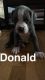 American Pit Bull Terrier Puppies for sale in Agua Dulce, CA 91390, USA. price: NA