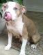 American Pit Bull Terrier Puppies for sale in Agua Dulce, CA 91390, USA. price: NA