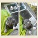 American Pit Bull Terrier Puppies for sale in Hampton, SC 29924, USA. price: NA