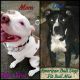 American Pit Bull Terrier Puppies for sale in Sarasota, FL, USA. price: NA