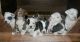 American Pit Bull Terrier Puppies for sale in Millersville, MD, USA. price: $300